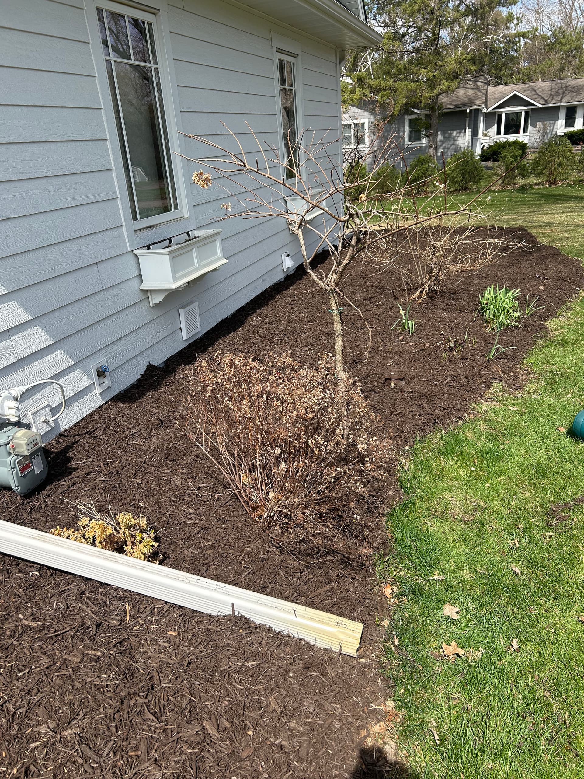 Gallery photos for Spring Garden Cleanup and Fresh Mulch Installation: Image #6