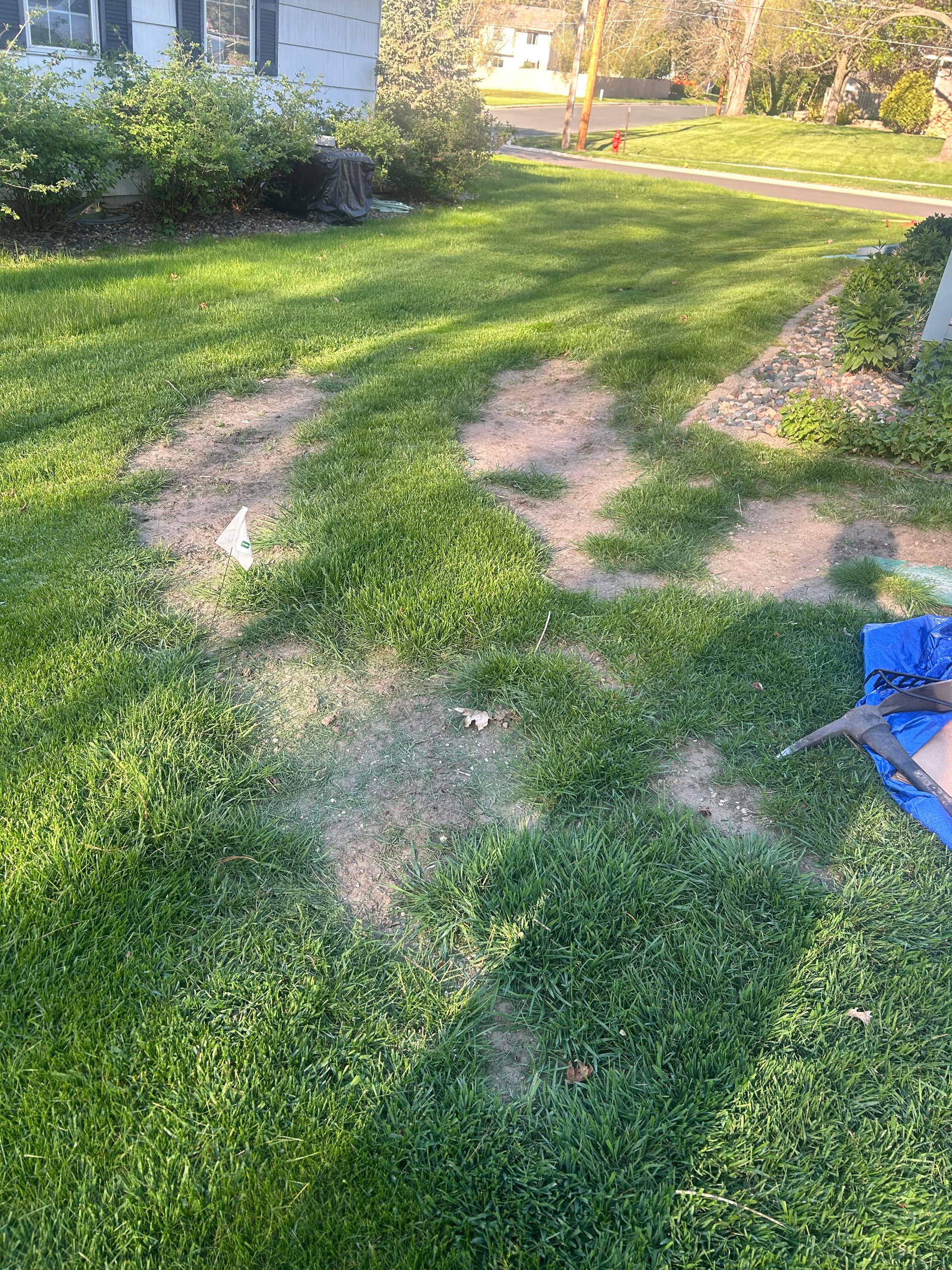 Gallery photos for Dead Patches Are Gone - Fresh Sod Takes Over: Image #7