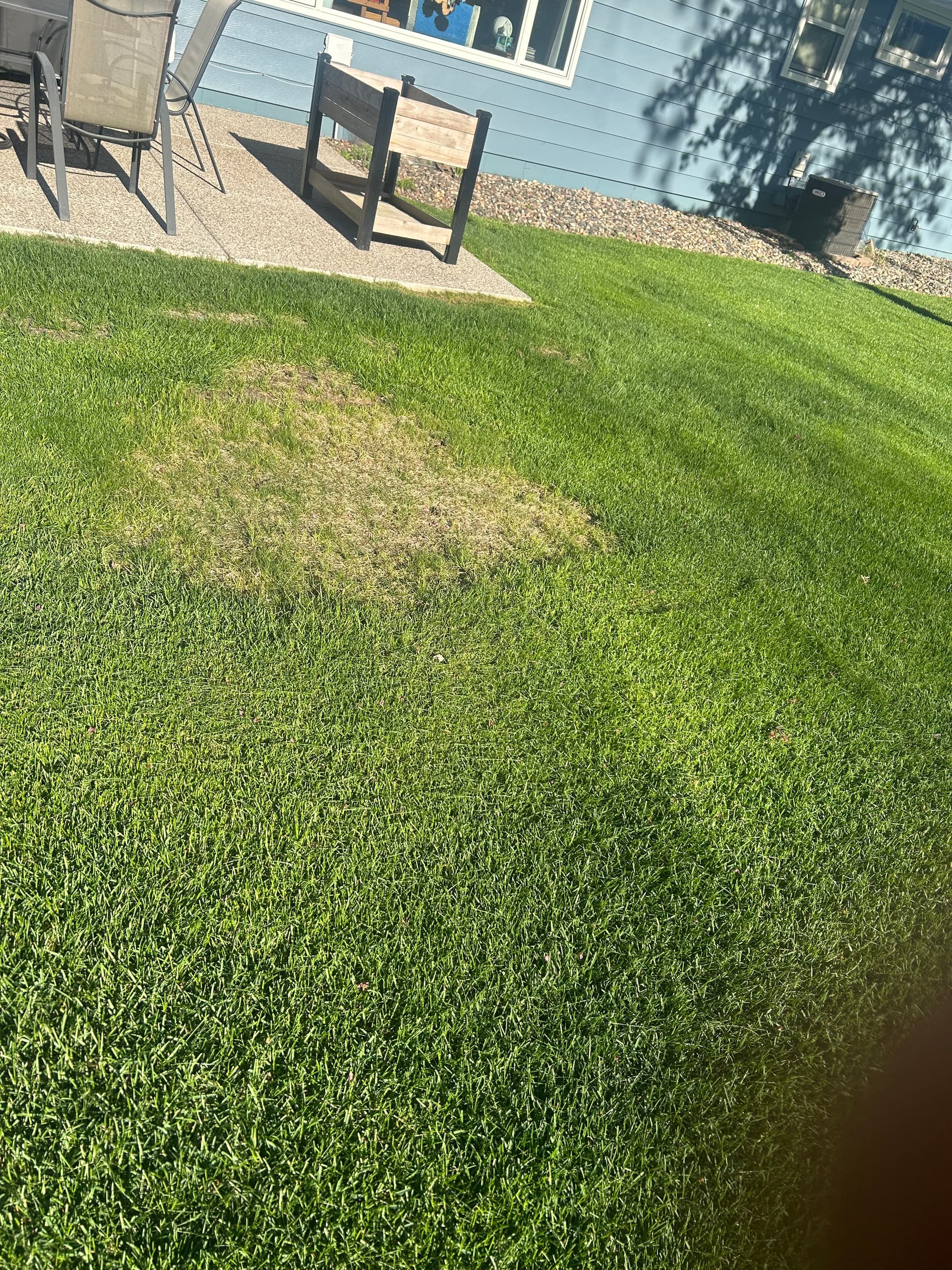 Gallery photos for Dead Patches Are Gone - Fresh Sod Takes Over: Image #9