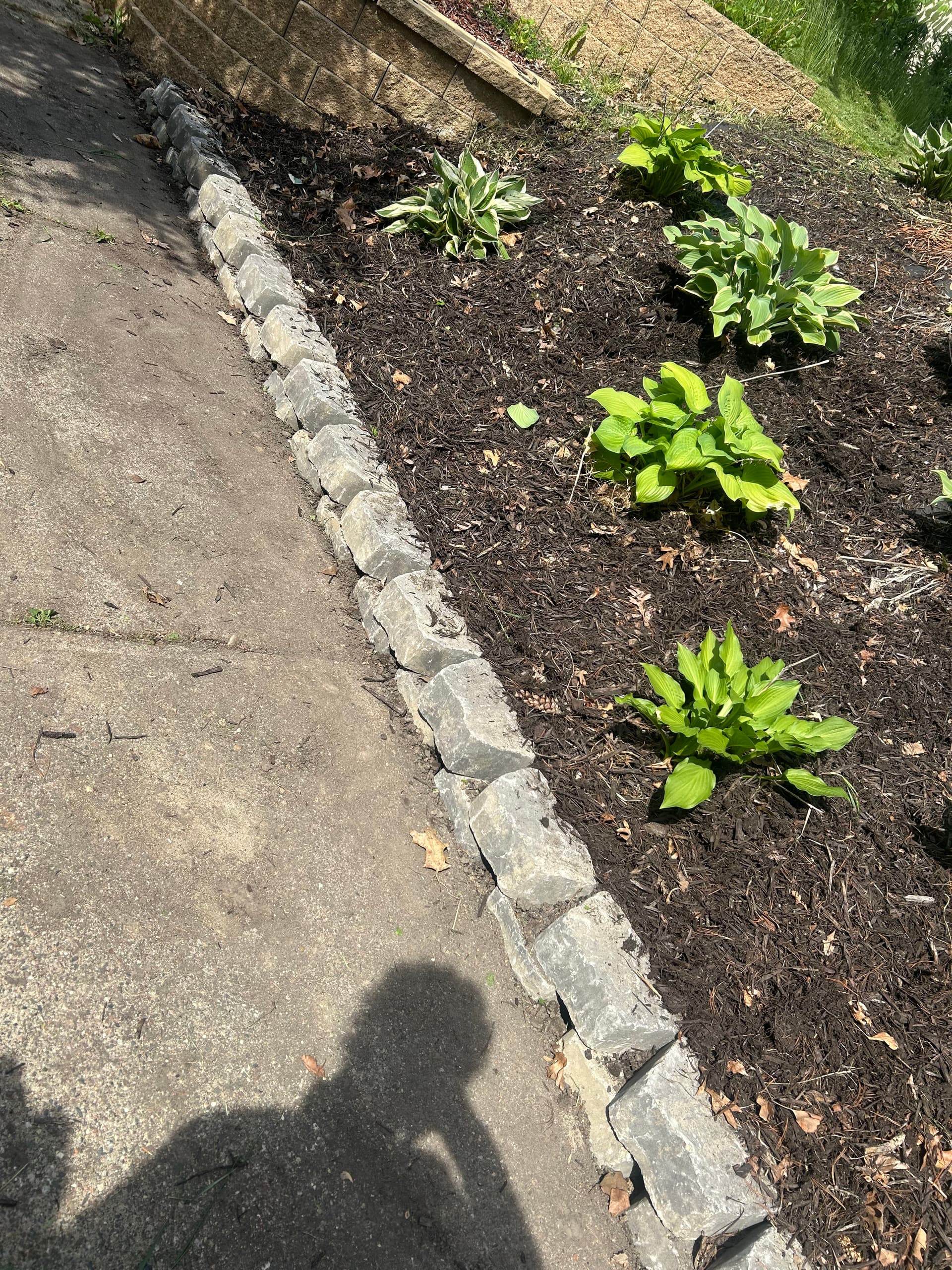 Two-Brick Border and Fresh Mulch Give This Bed a Clean Edge image