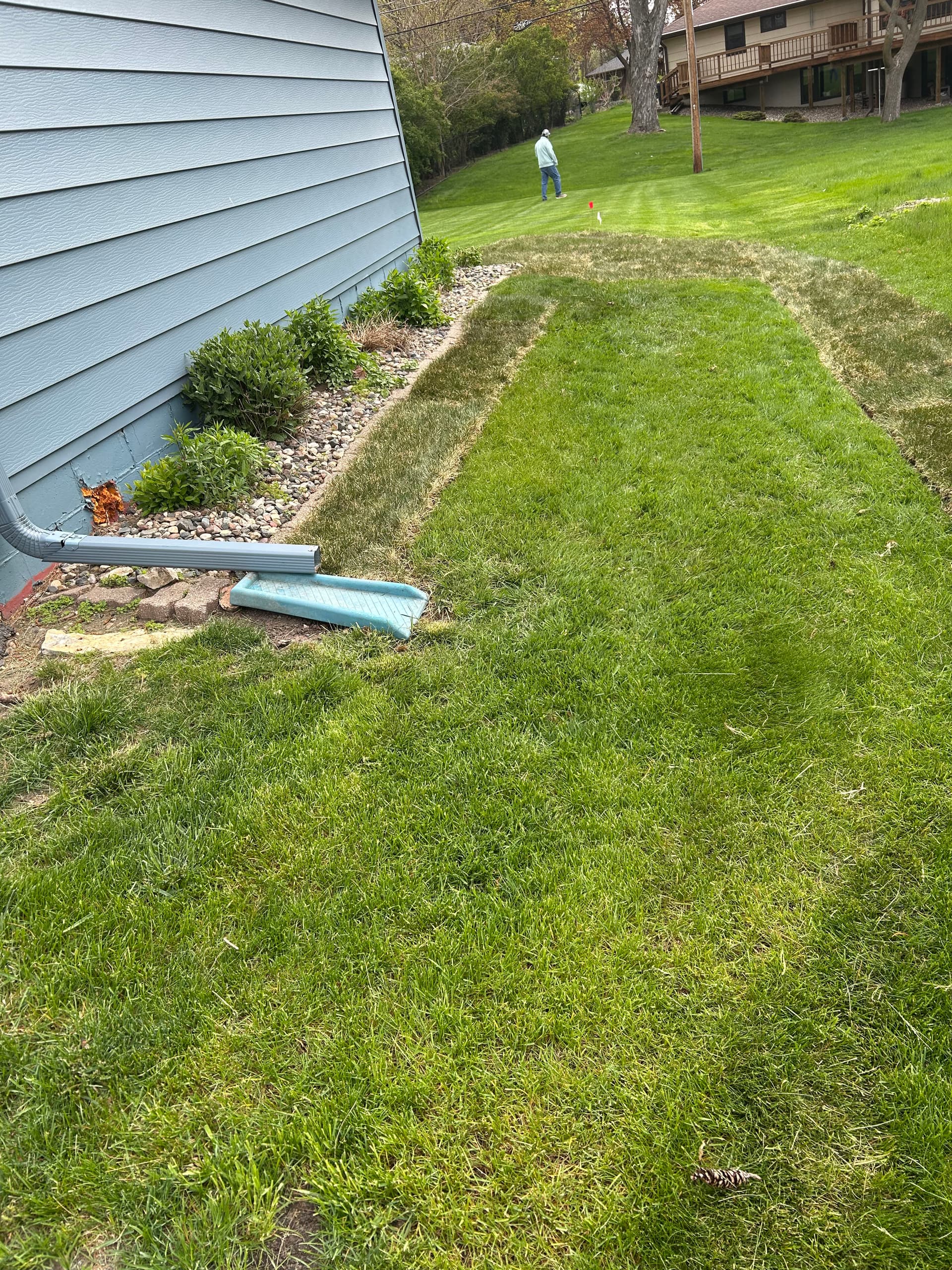 Gallery photos for Dead Patches Are Gone - Fresh Sod Takes Over: Image #4