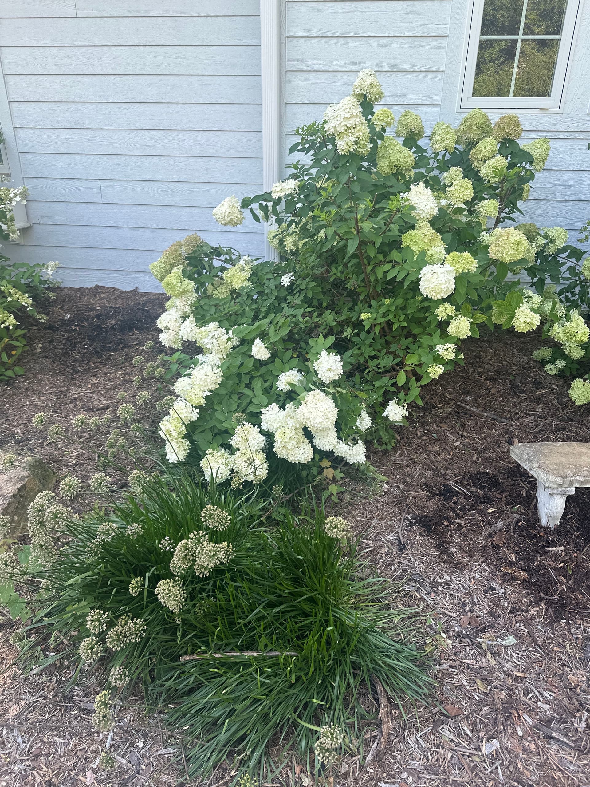 Gallery photos for Front and Back Garden Beds Cleaned Up and Mulched: Image #5