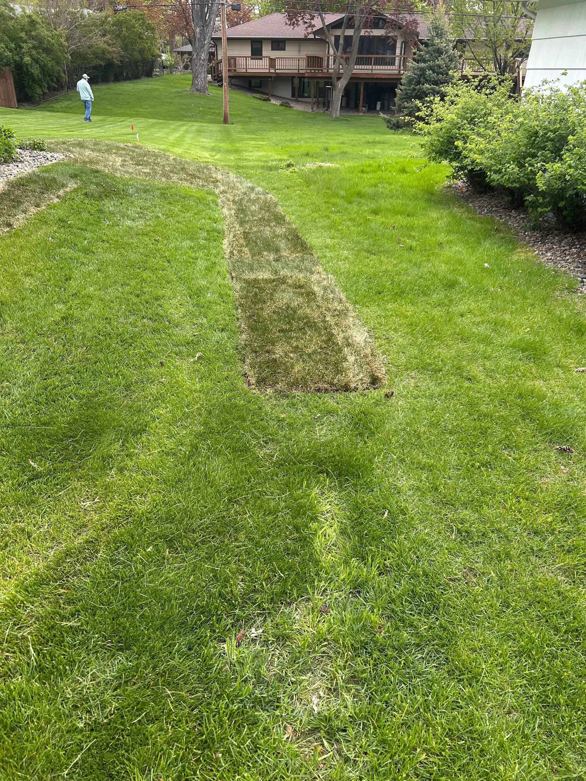 Gallery photos for Dead Patches Are Gone - Fresh Sod Takes Over: Image #5