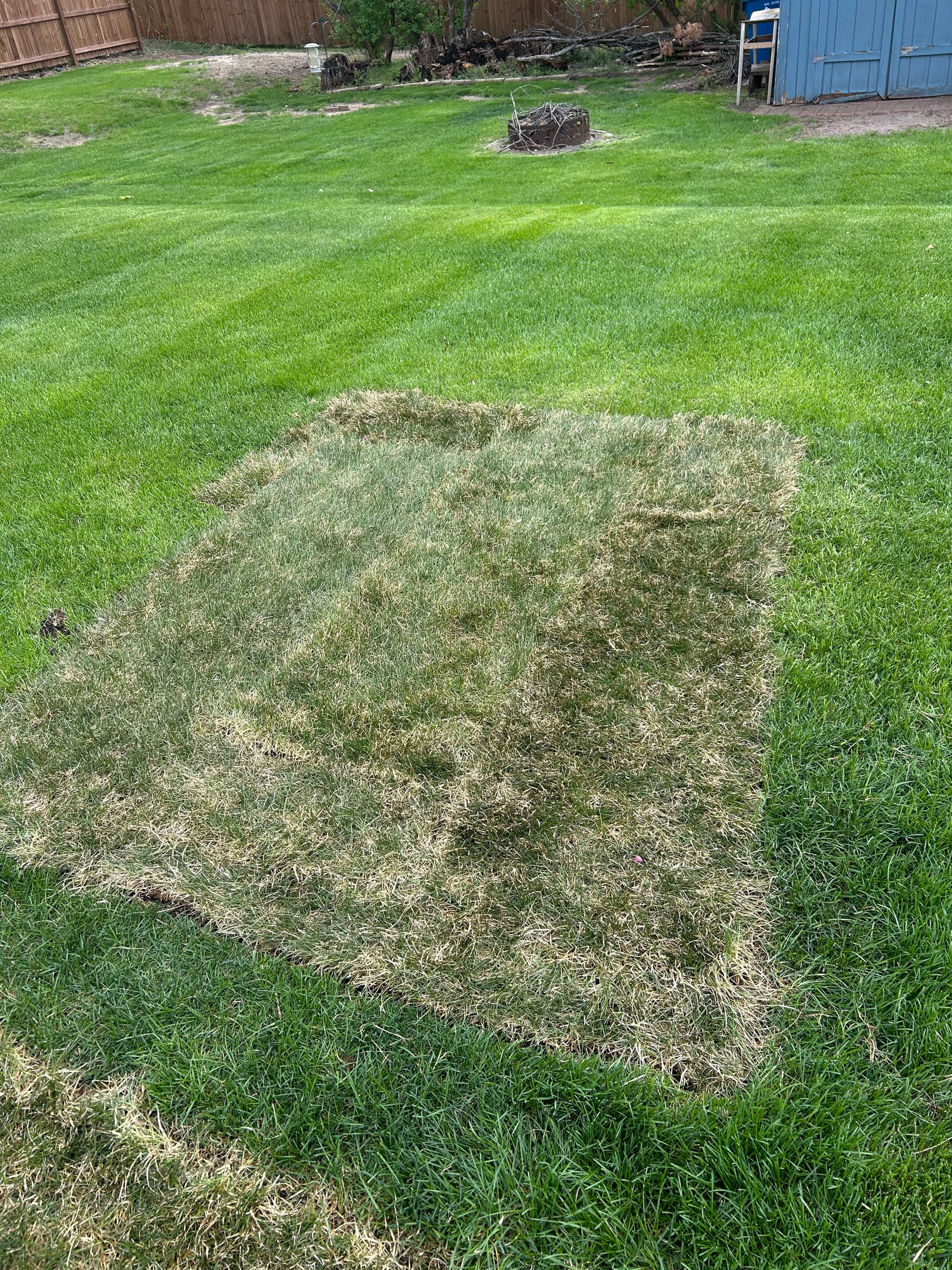 Gallery photos for Dead Patches Are Gone - Fresh Sod Takes Over: Image #2
