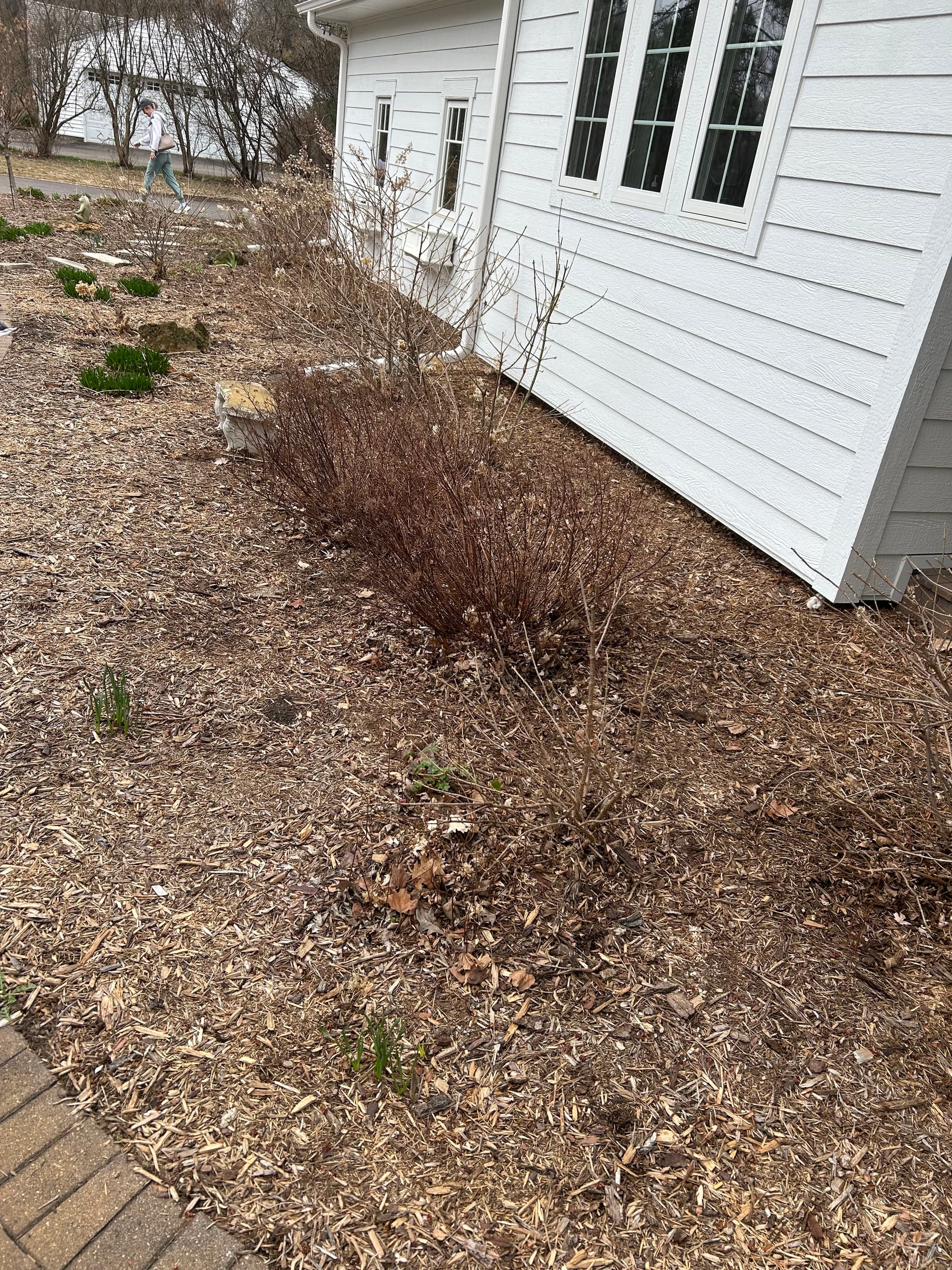 Gallery photos for Spring Garden Cleanup and Fresh Mulch Installation: Image #2