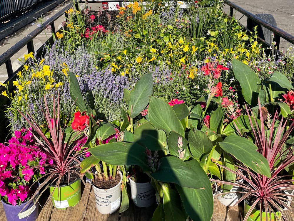 Colorful flowers in pots on a trailer, featuring vibrant blooms like lilies, lavender, and petunias.