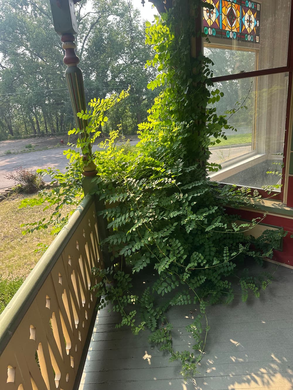 Lush green vines climbing on a vintage porch, surrounded by natural light and greenery.