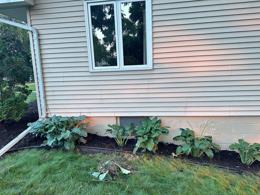 Hosta plants along a home's exterior wall with a window and freshly mulched garden bed.
