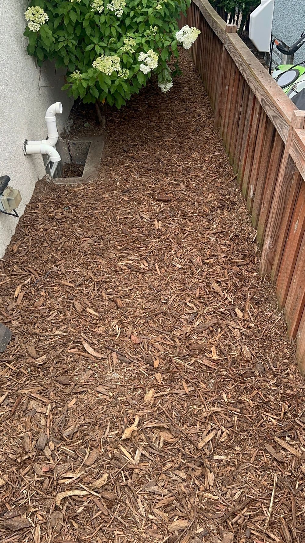 Landscaped pathway with wood mulch along a garden fence and hydrangea bush.