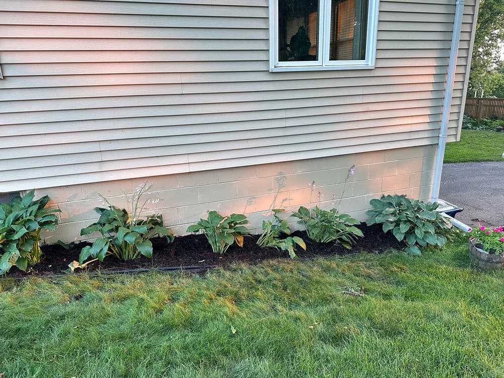 Flower bed with hostas and mulch alongside a home’s beige siding under evening light.