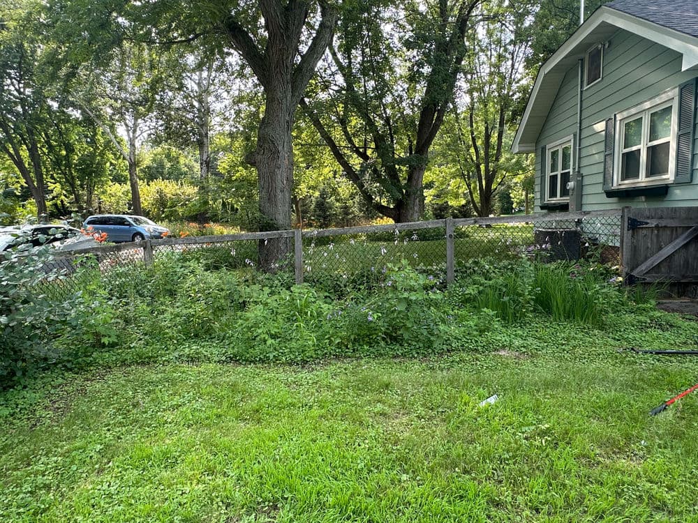 Overgrown garden with a wooden fence and a house in a green, leafy neighborhood.