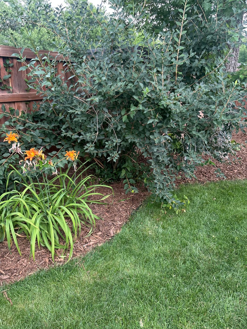 Lush garden featuring vibrant orange flowers beside a leafy green bush and manicured grass.