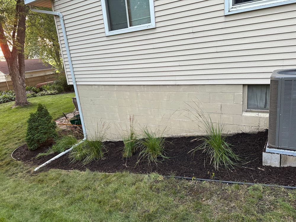 Lush landscaping with ornamental grasses and fresh mulch beside a house exterior.