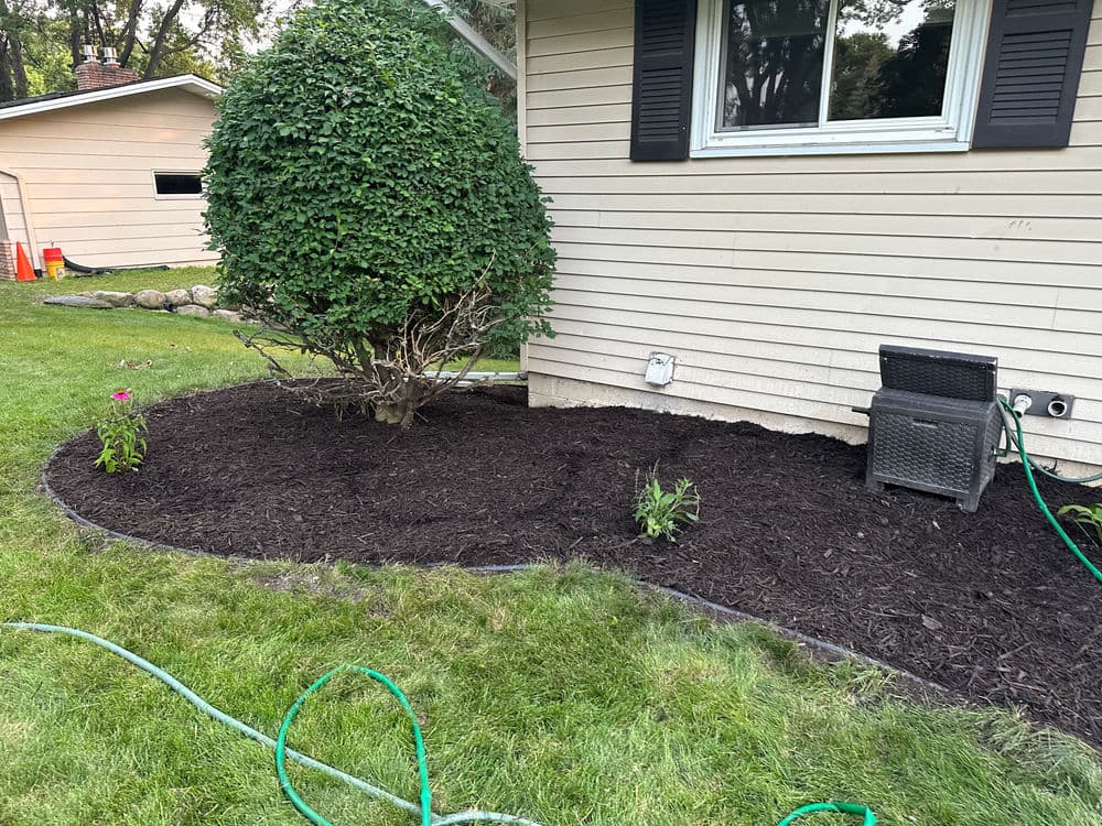 Mulched garden area next to a house featuring shrubs, flowers, and garden hoses.