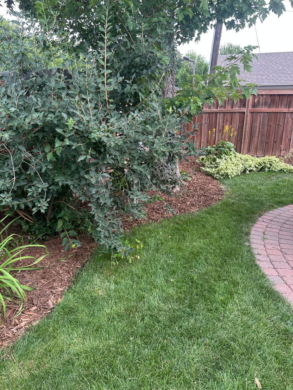 Lush green lawn with mulch and a mix of shrubs near a wooden fence in a backyard garden.