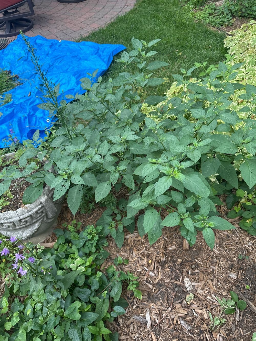 Lush green plants growing in a garden bed with blue tarp in the background.
