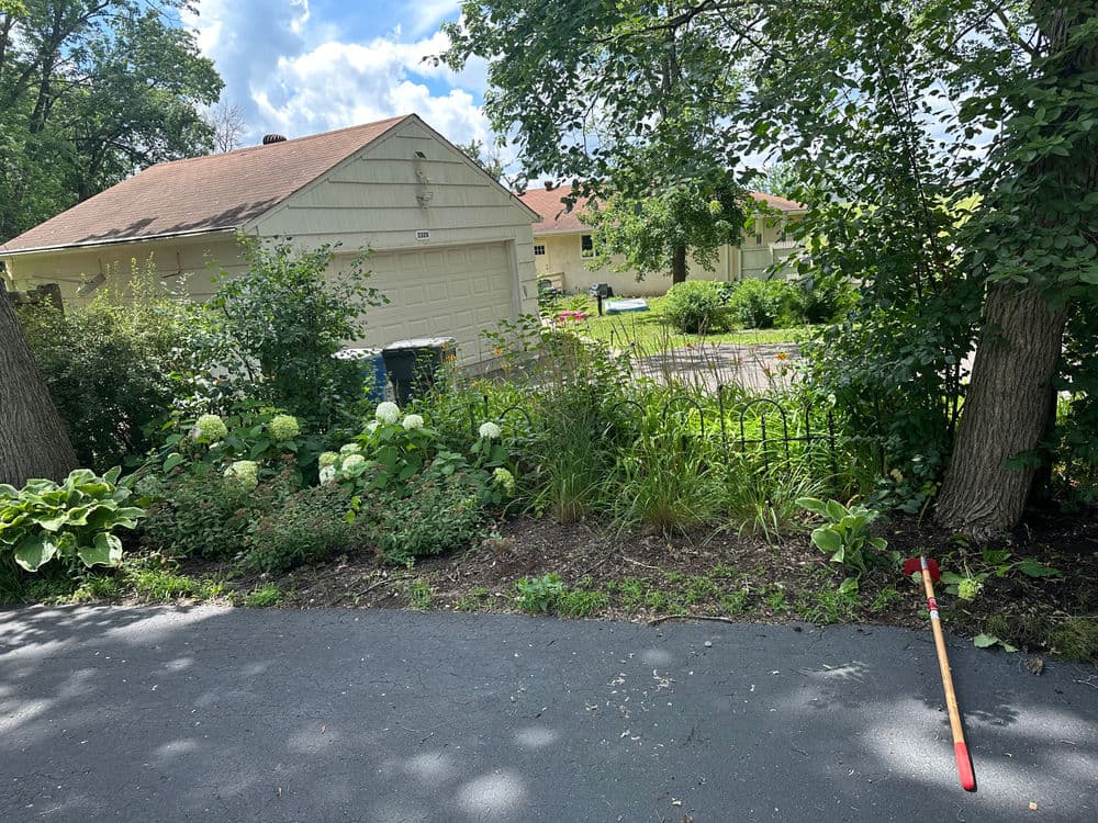 Garden scene with green plants and a driveway leading to homes under a blue sky.