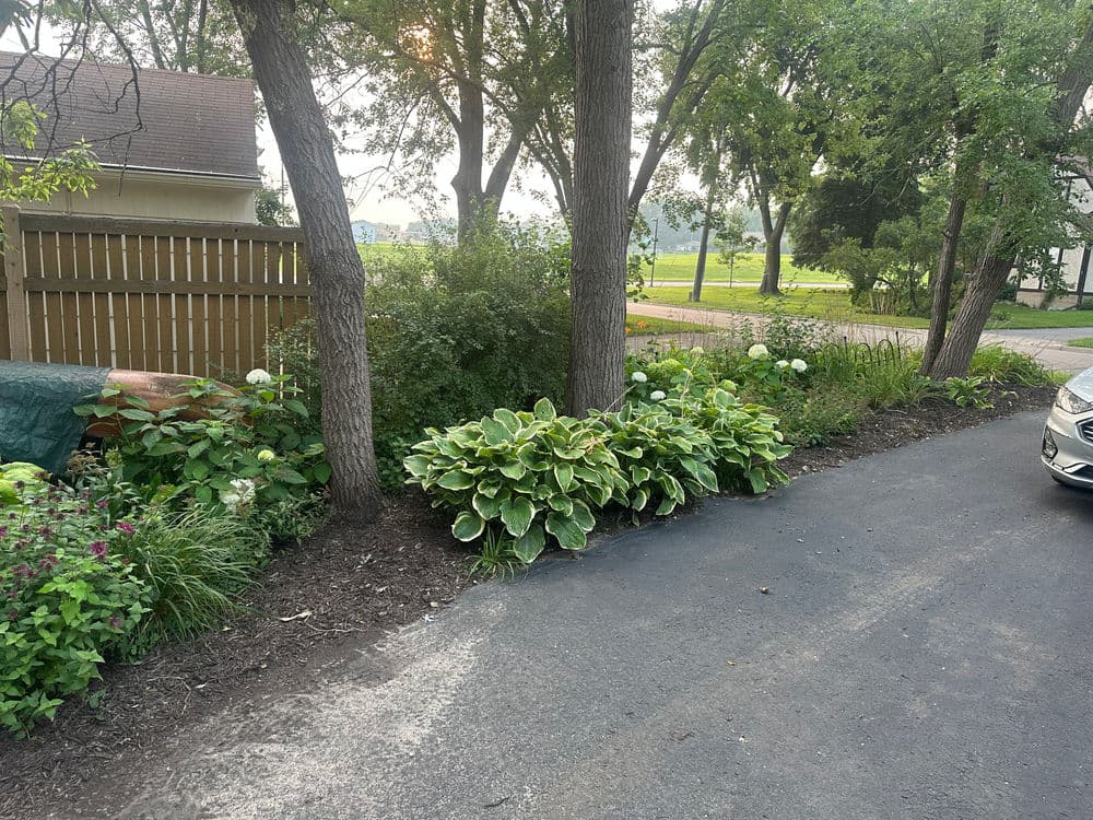 Lush garden with hostas and hydrangeas along a paved driveway, bordered by trees.