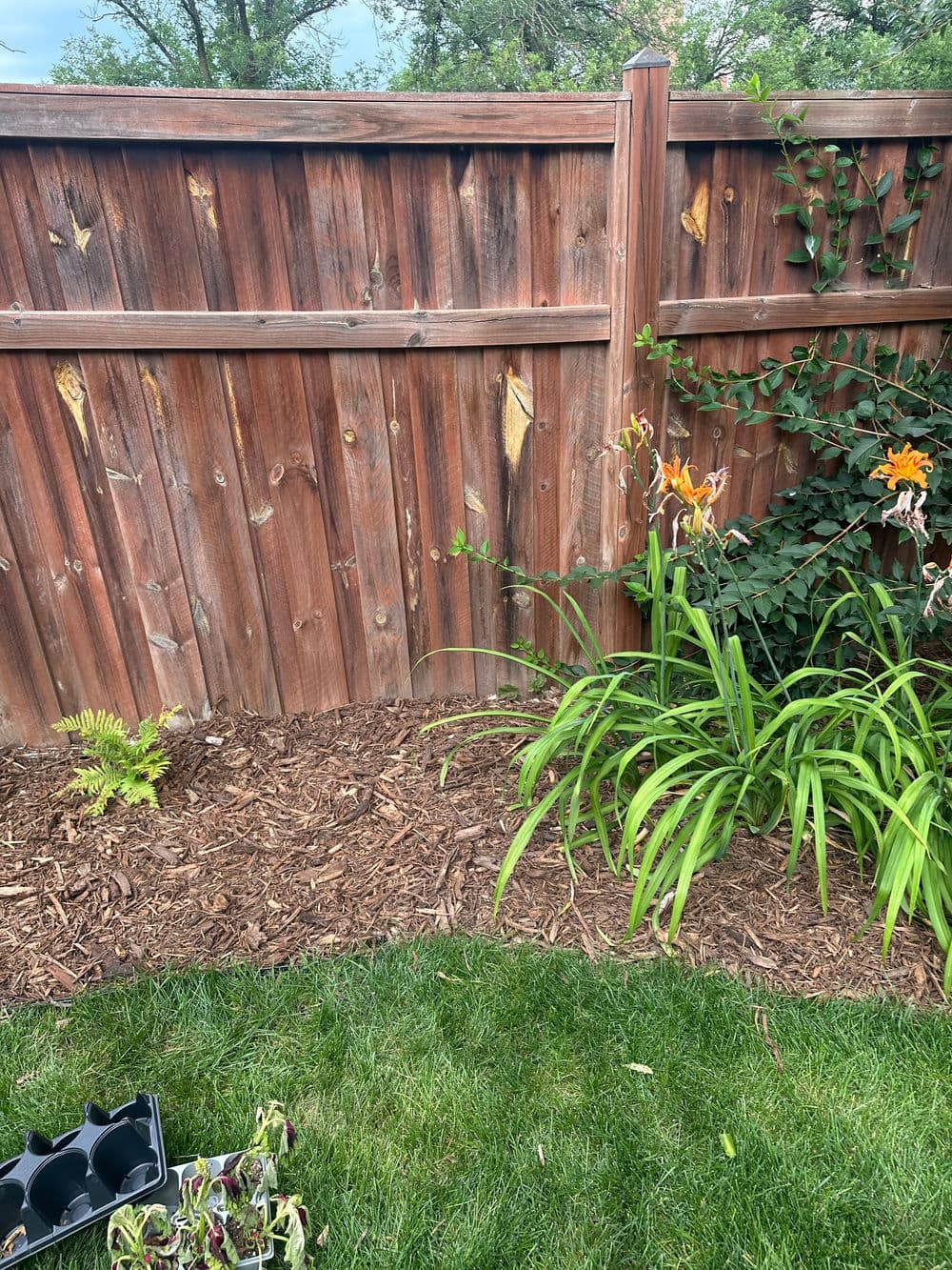 Wooden fence with lush green plants and flowering orange lilies in a garden setting.