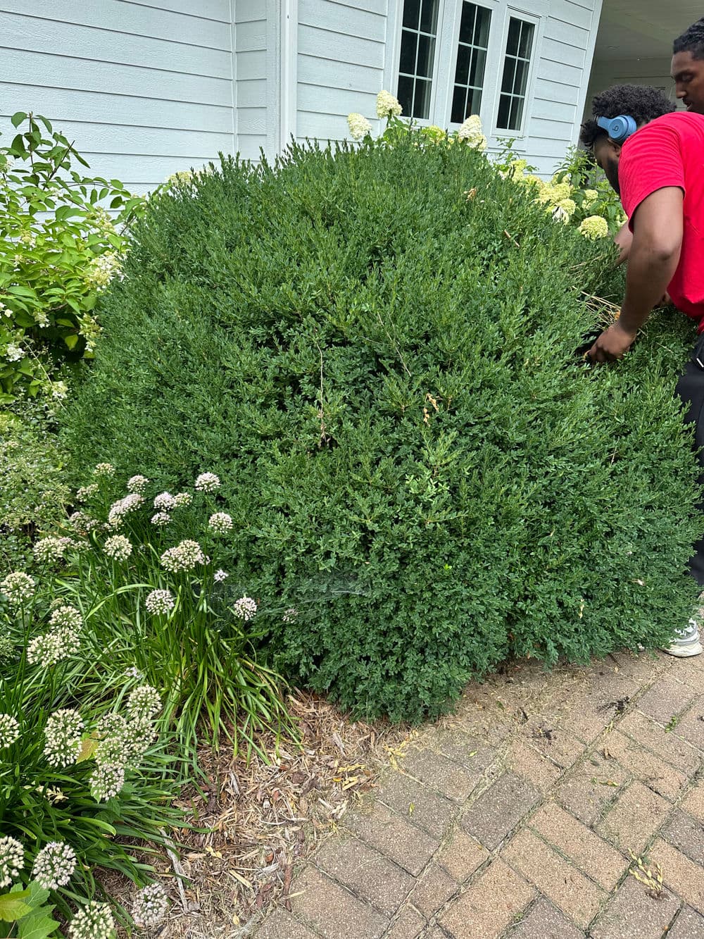 Person trimming a lush green bush near white flowering plants by a house.