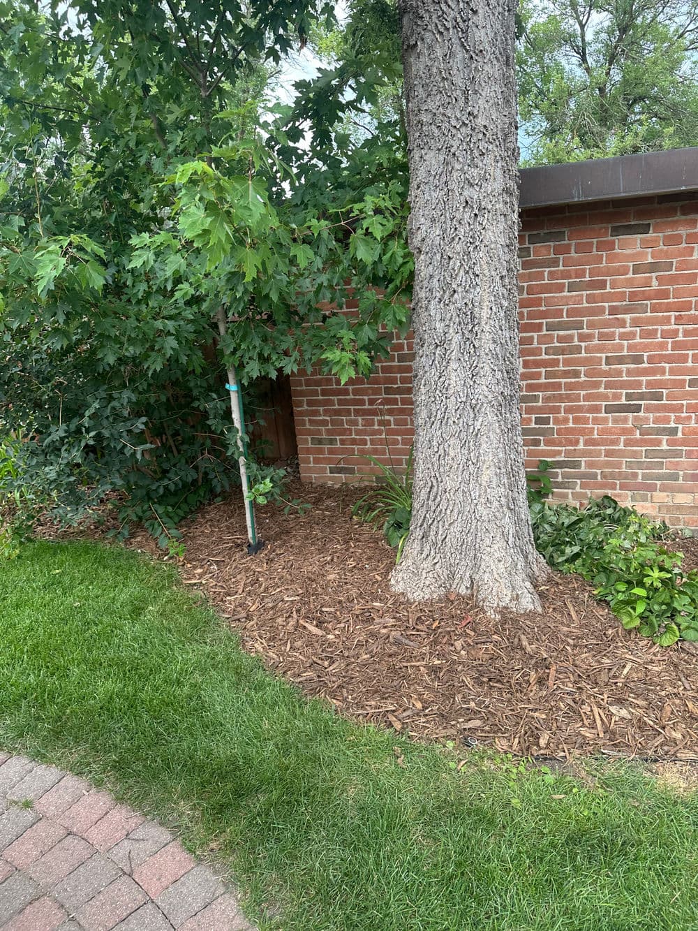 Tree beside a brick wall with mulch and green plants along a curved pathway.
