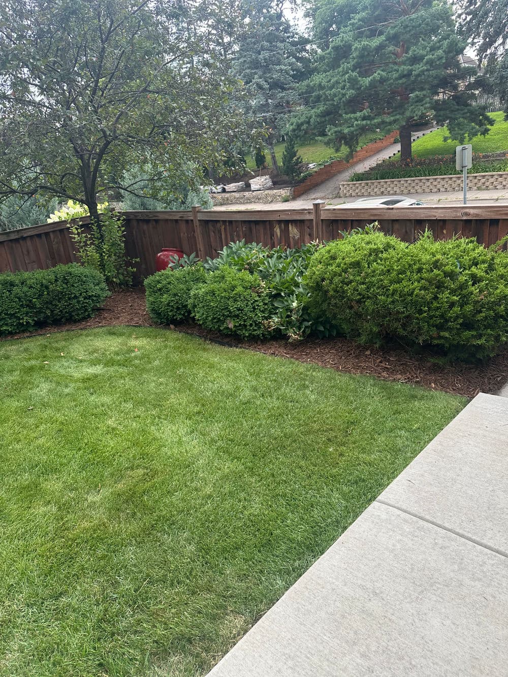 Lush green lawn with neatly trimmed bushes and a wooden fence in a residential backyard.