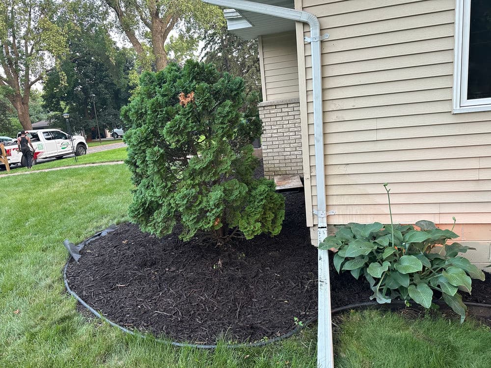 Lush green shrub and hostas in mulch landscape beside a house foundation.