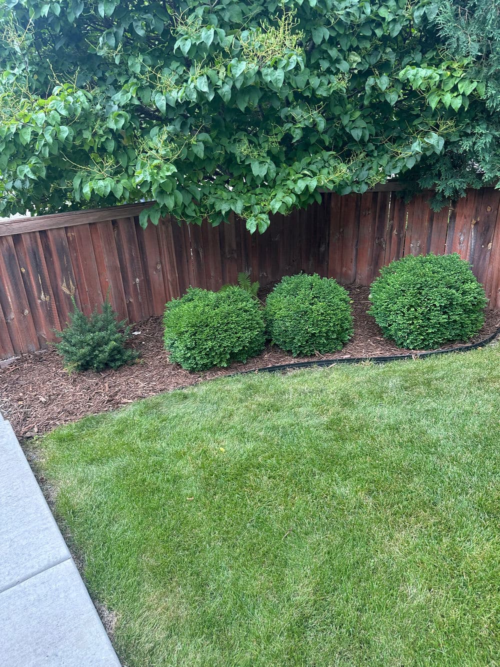 Lush green lawn with neatly trimmed bushes against a wooden fence in a landscaped garden.