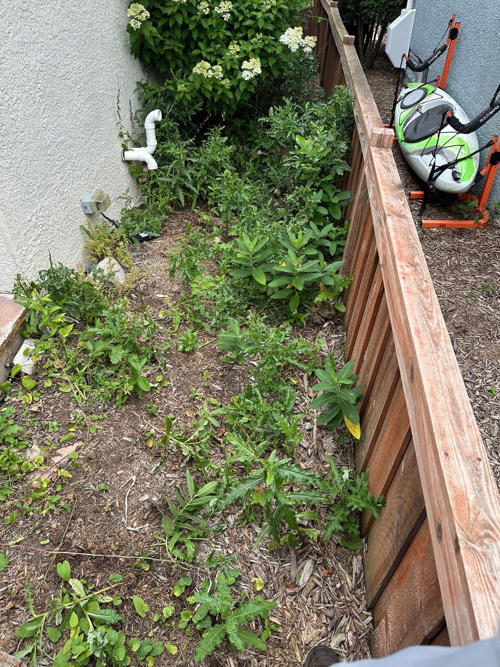 Overgrown garden bed with various weeds, wooden fence, and gardening tools in the background.