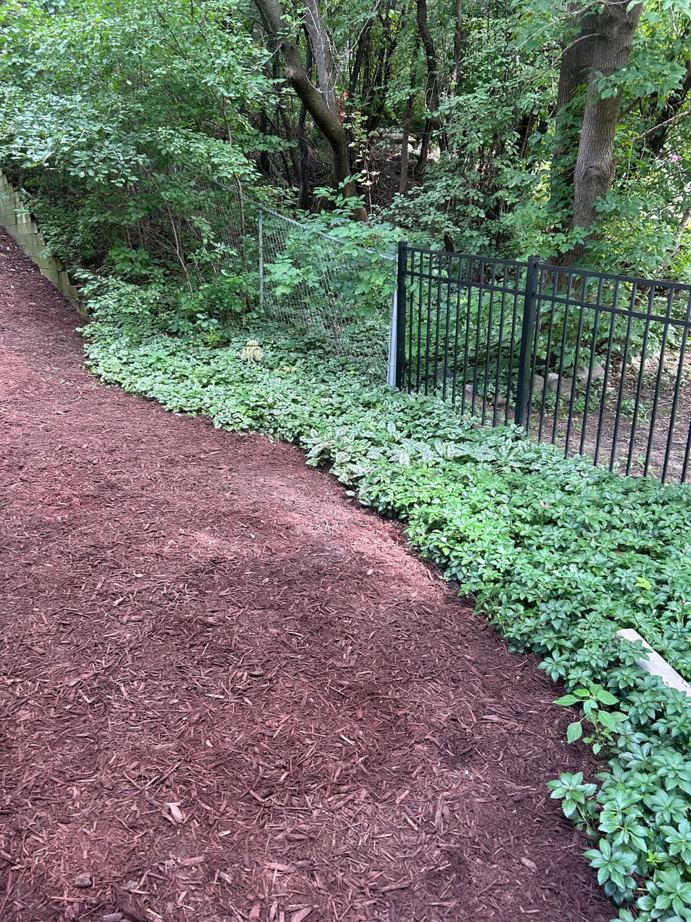 Lush green ground cover plants near a black metal fence in a wooded area.