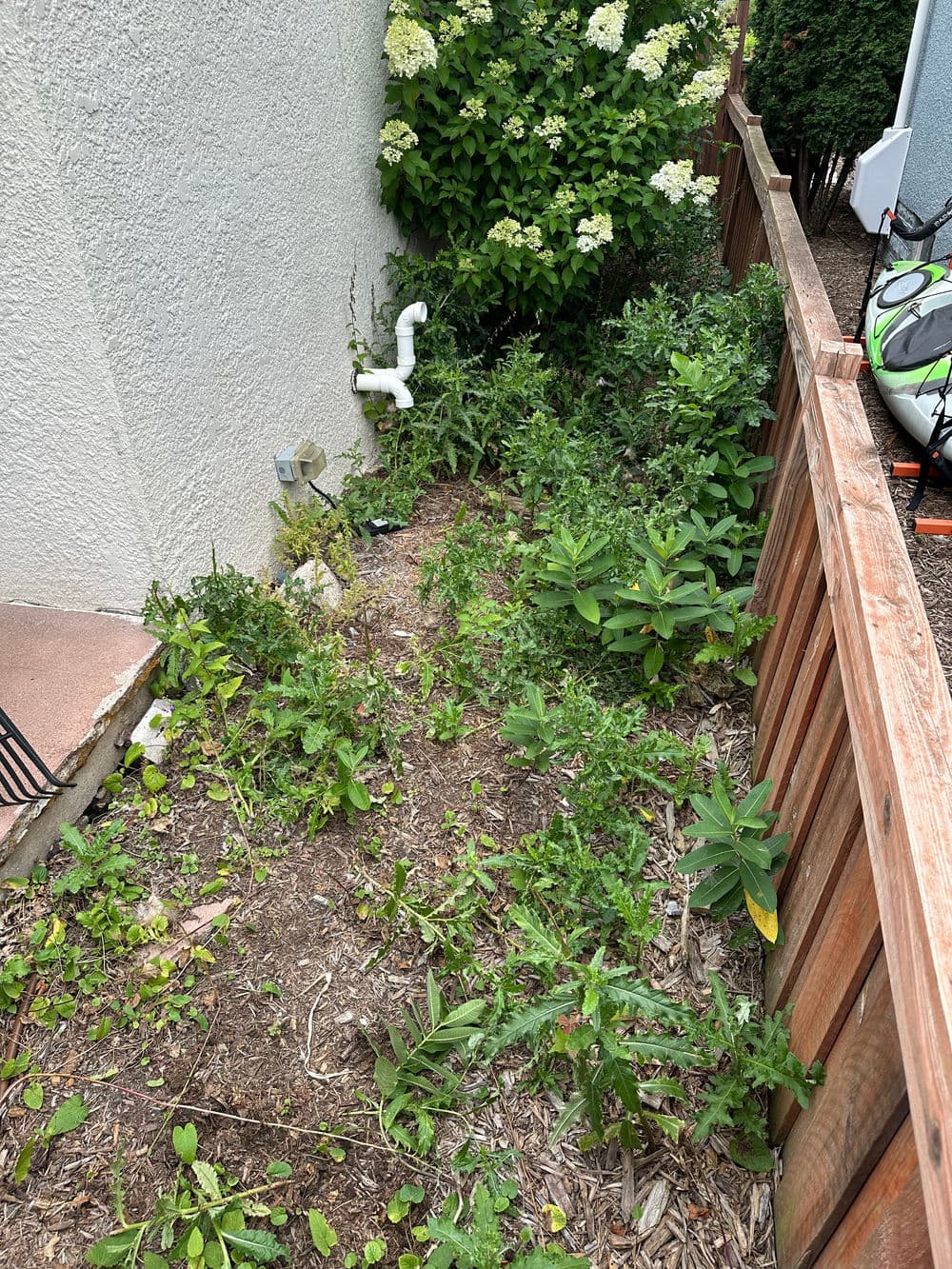Lush garden area with diverse plants, weeds, and flower bushes beside a wall and wooden fence.