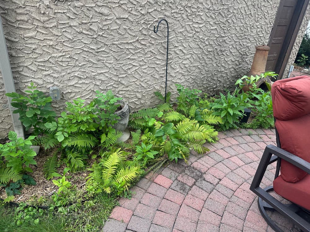 Lush green ferns and plants beside a brick patio with a red chair and garden decor.