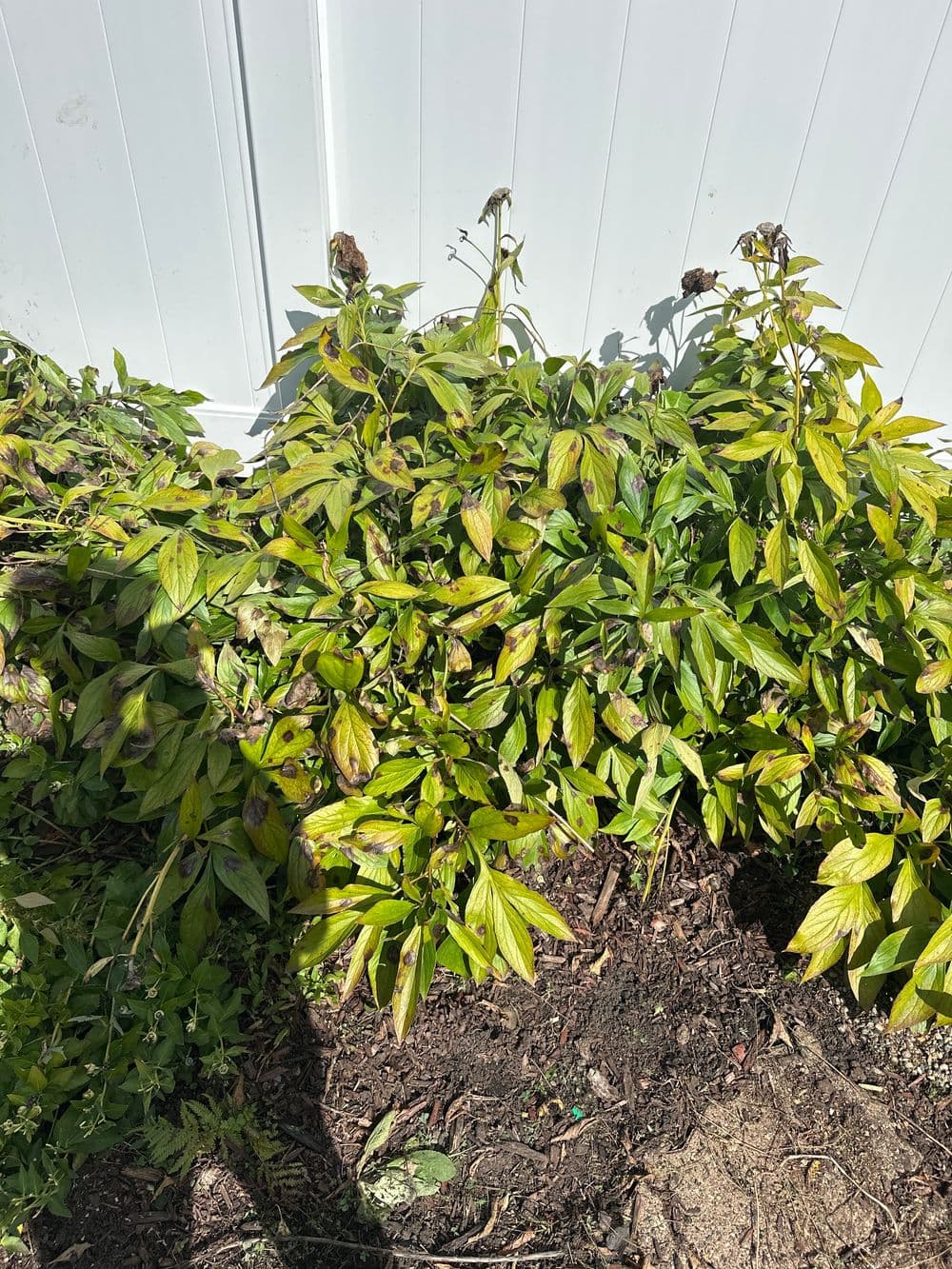 Healthy green foliage with a few wilted leaves against a white fence background.