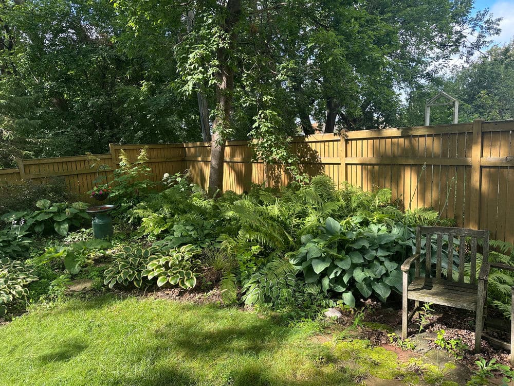 Lush garden with ferns, hostas, and a wooden chair beside a wooden fence in bright sunlight.