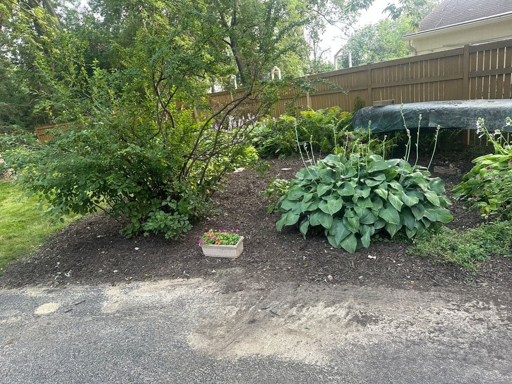 Lush garden scene with hostas, flowering plants, and a bush beside a wooden fence.