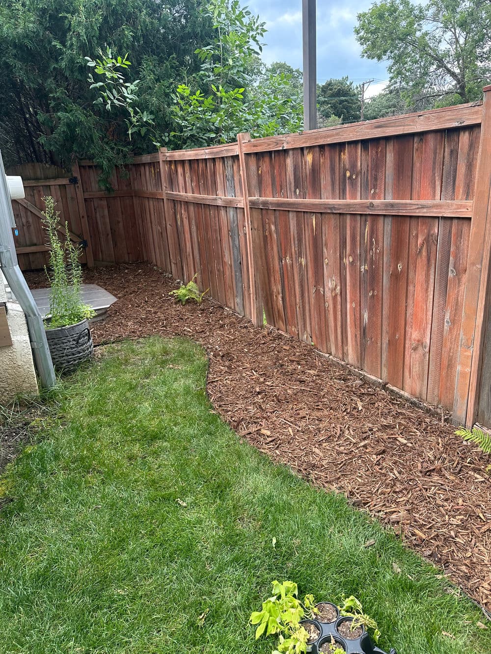 Lush garden with a curved path, wooden fence, and green grass bordered by mulch.