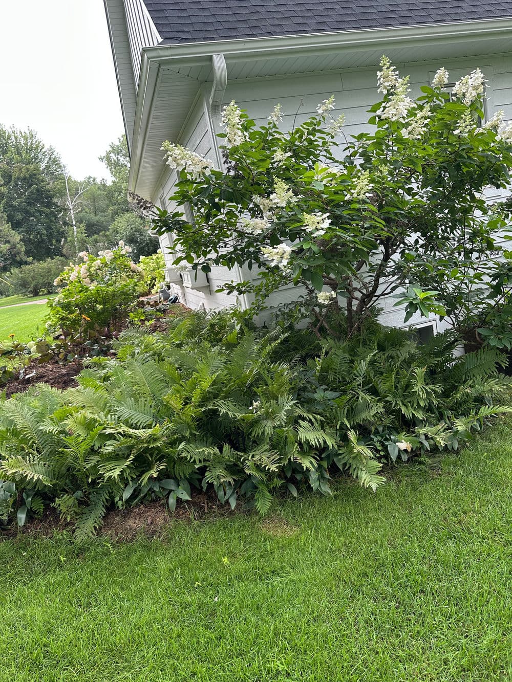 Flowering shrub and lush ferns in green lawn beside a white house.