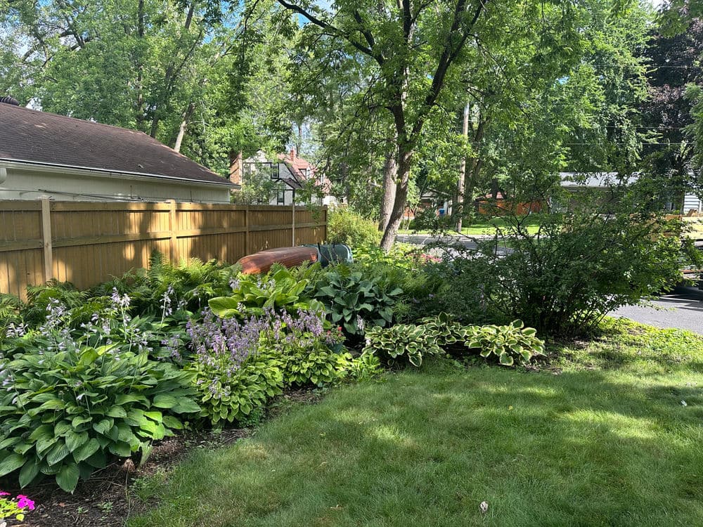 Lush garden with hostas and flowers nestled by a wooden fence and trees in a residential area.
