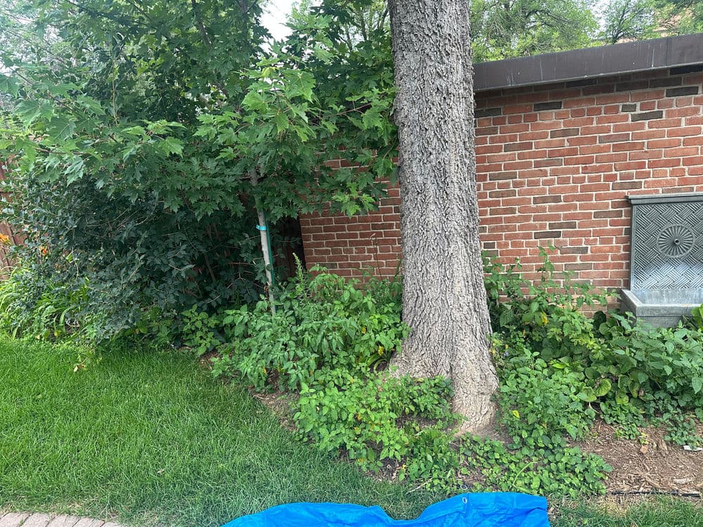Tree next to a brick wall with green plants and a blue tarp on the grass.