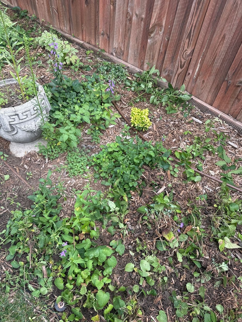 Lush garden with various plants and greenery near a wooden fence and decorative stone planter.