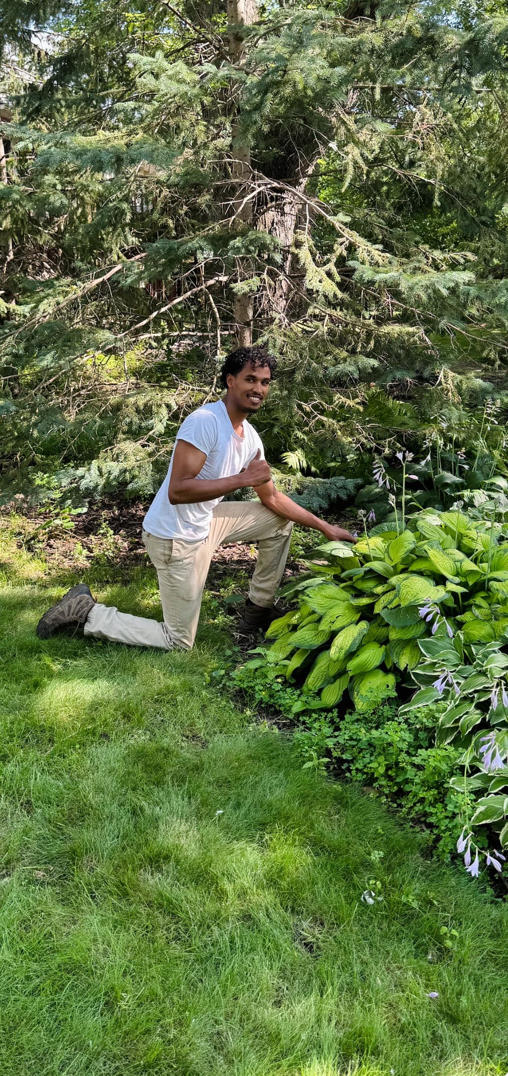 Person tending to lush green hosta plants in a vibrant garden setting.