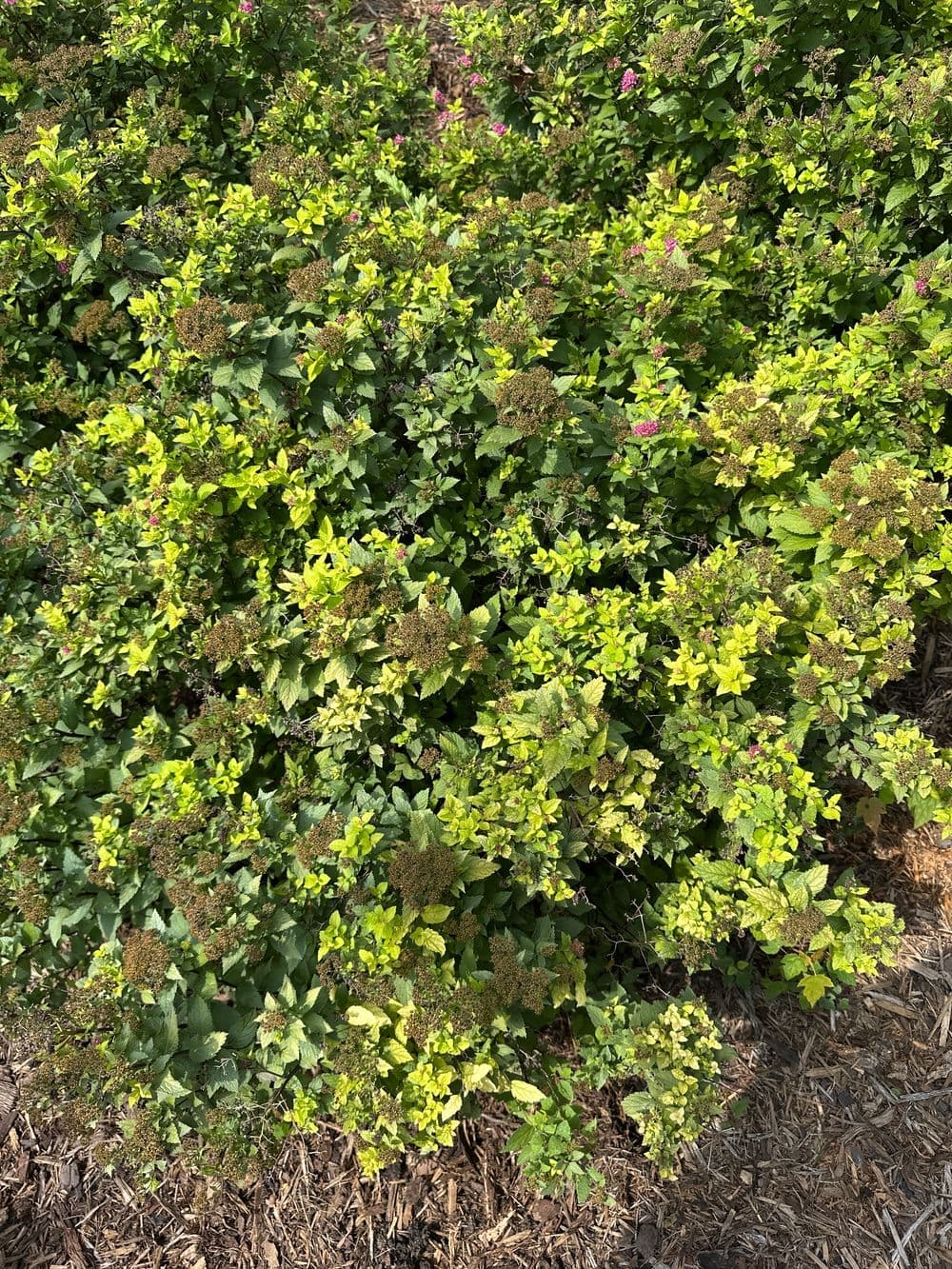 Lush green bush with vibrant foliage and small pink flowers in a garden setting.