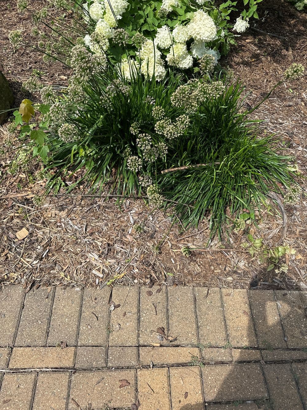 Flowering green grass and white hydrangea blooms beside a brick walkway in a landscaped garden.