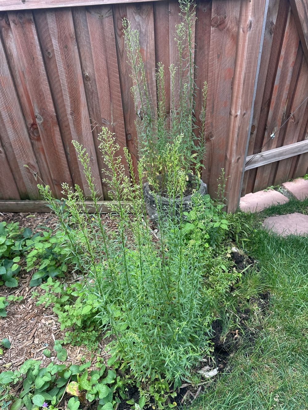 Tall green plants growing in a garden near a wooden fence, showcasing thriving vegetation.