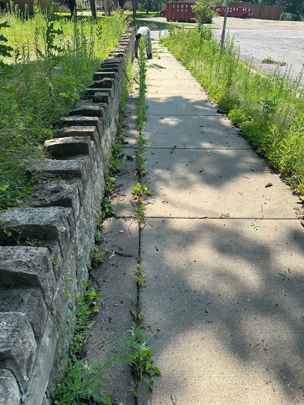 Overgrown sidewalk with stone border, surrounded by greenery and sunlight.