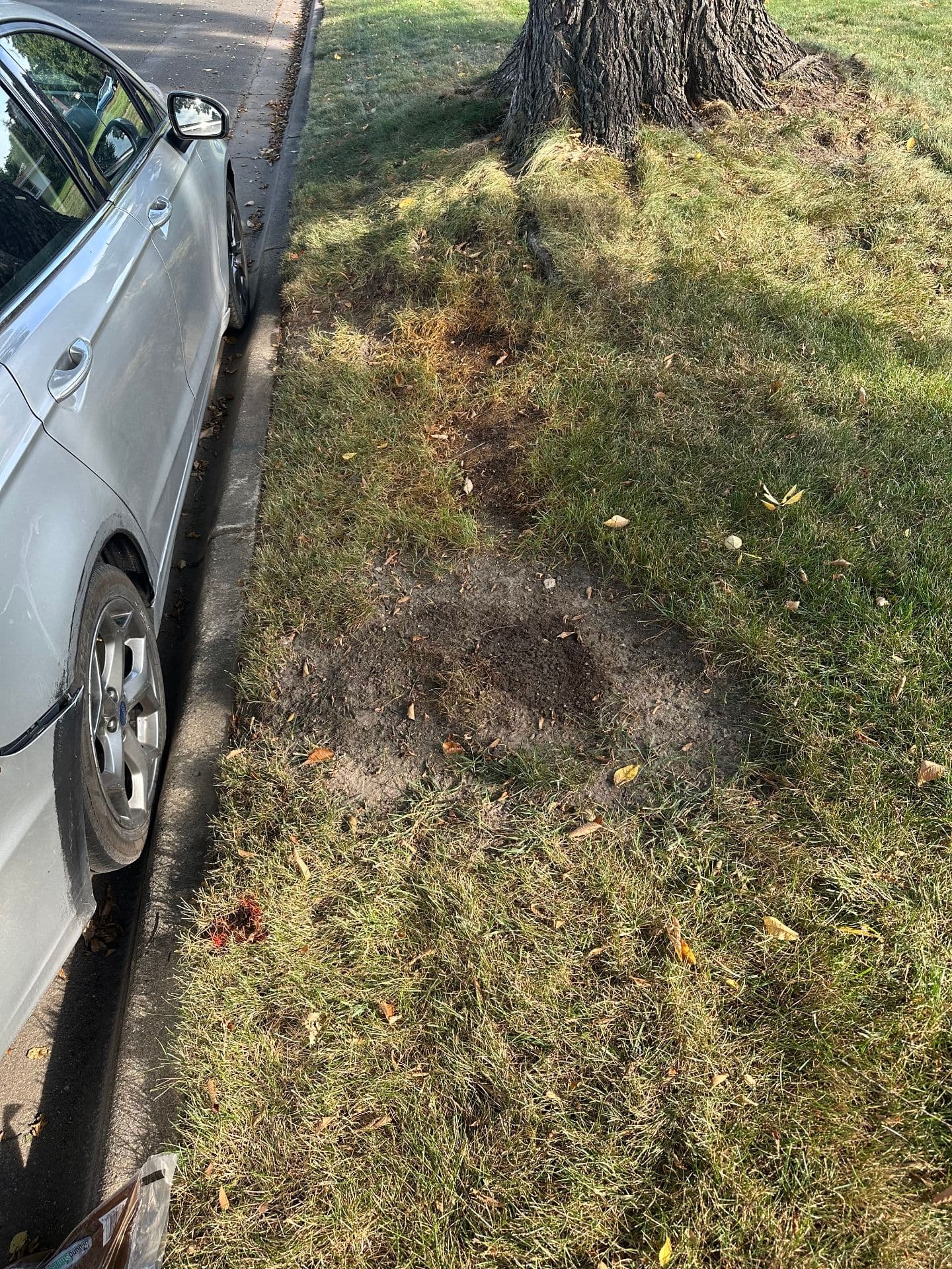 Patchy Dead Grass Is No Match for a Proper Sod Job image