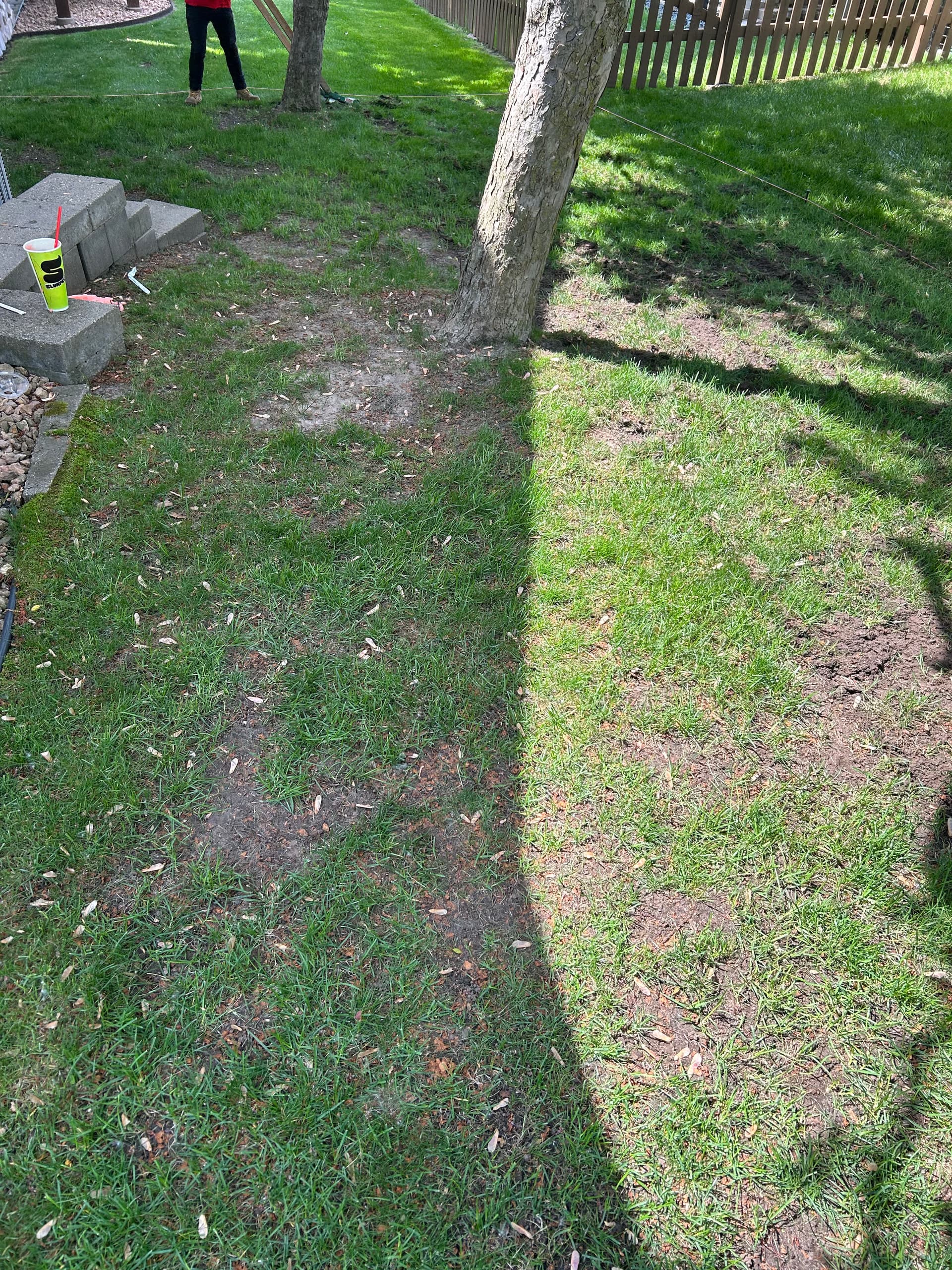 Gallery photos for Dead Grass Got a Full Reset with Kentucky Bluegrass Sod: Image #4