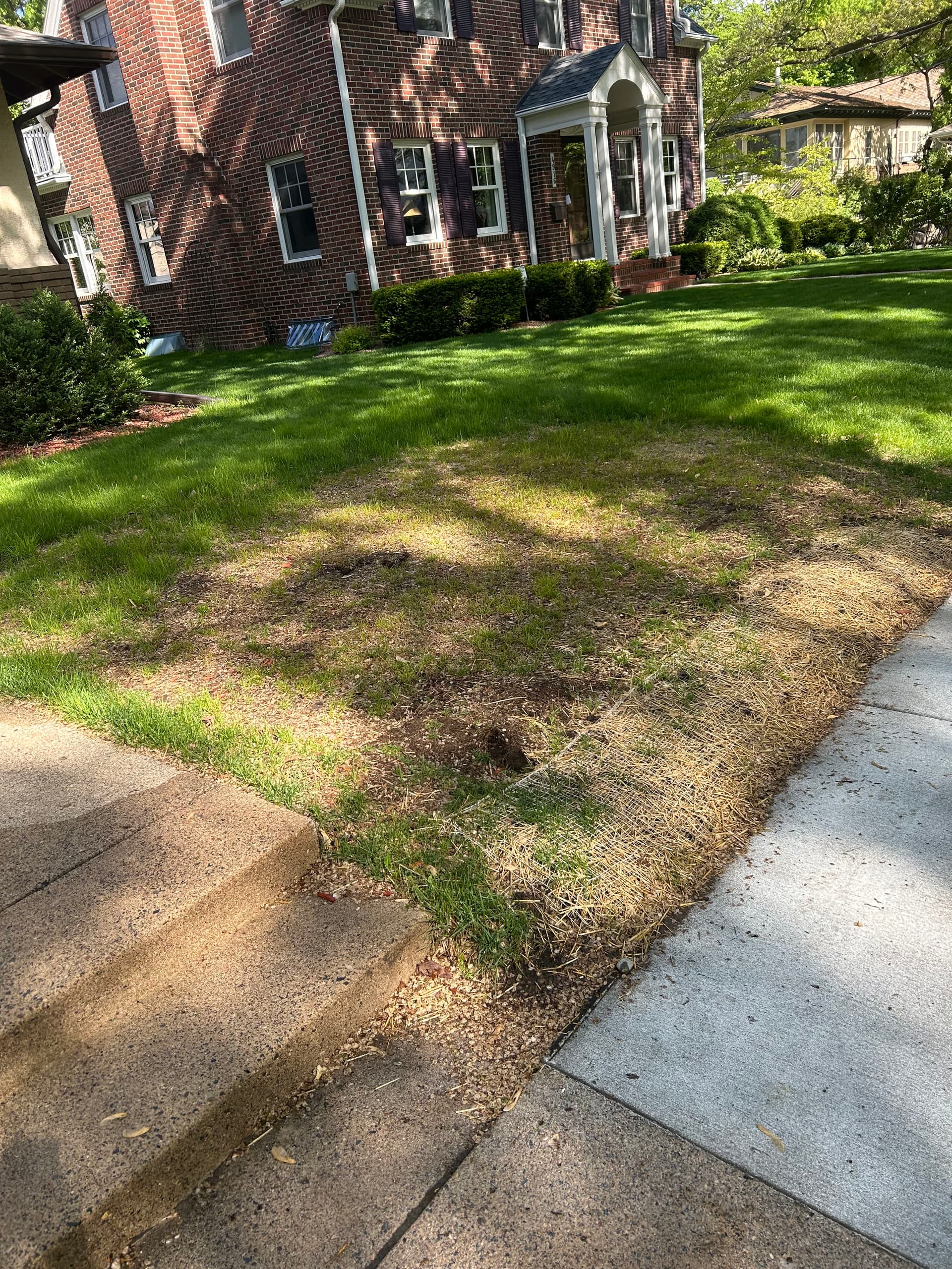 Gallery photos for From Patchy and Dead to a Full Green Lawn: Image #1