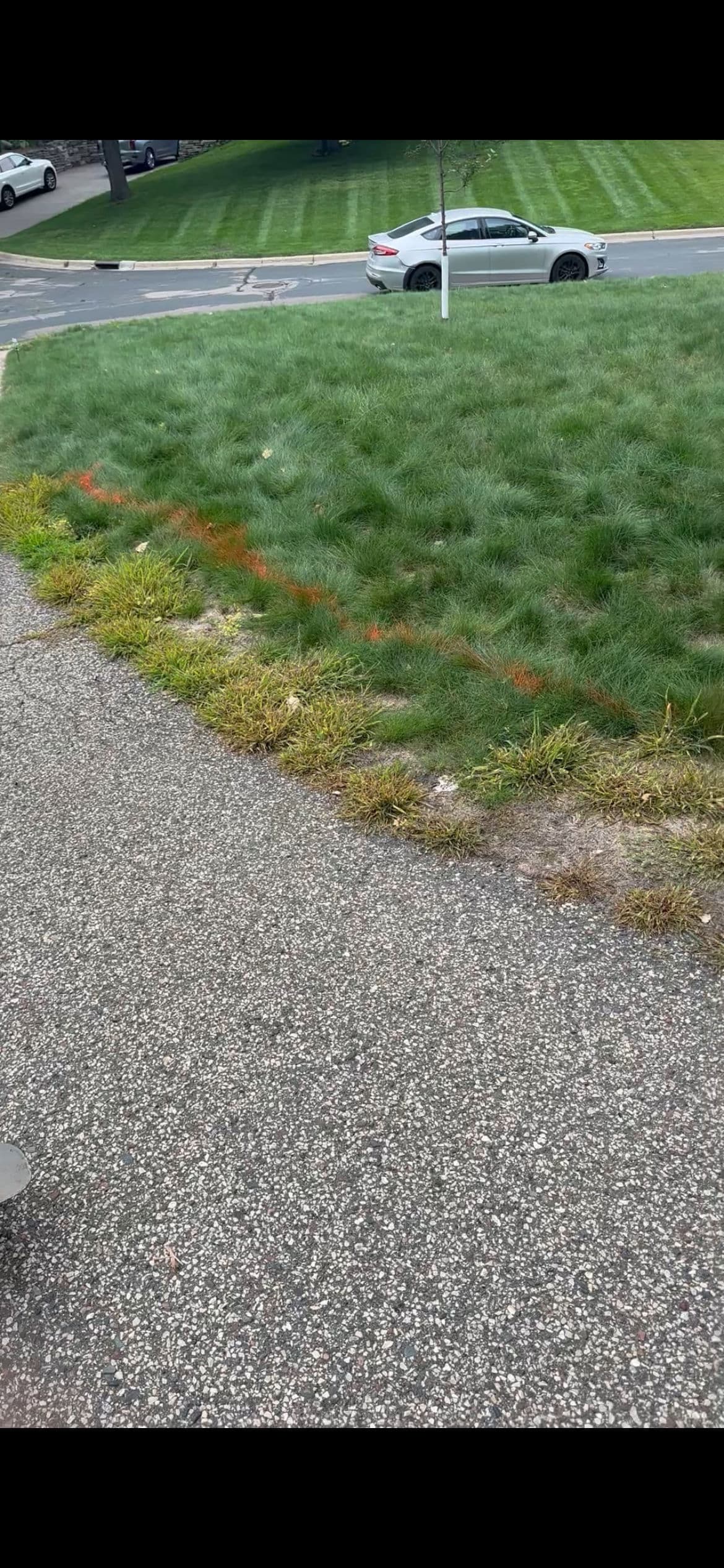 Patchy Weeds Gone - River Rock Cleanup That Actually Lasts image