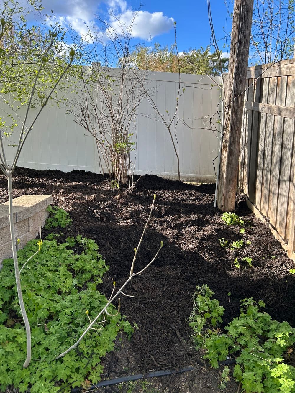Gallery photos for Fresh Mulch Installation and Spring Bed Cleanup in Minneapolis: Image #2